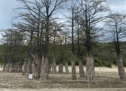 Небережливое отношение к деревьям-гигантам: боль Кипарисового озера