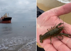 Как в басне: приплыли как-то рак и дельфины посмотреть на анапский сухогруз