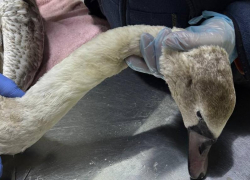 Жители Анапы сплотились для спасения бедного лебедя