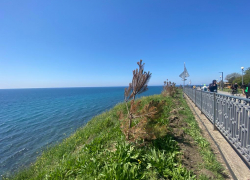 «Никогда такого не было, и вот опять!»: на набережной высаживают сосны