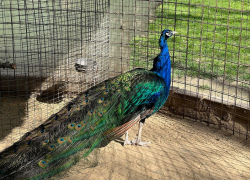 День домашних животных в Анапе будет дождливым