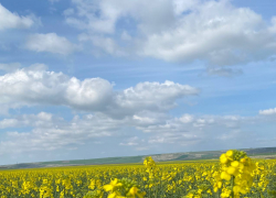 В международный день собак-поводырей в Анапе облачно