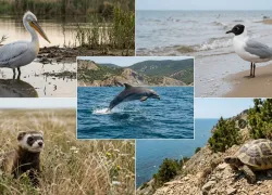 Кого можно встретить только в Анапе: 5 редких животных, о которых знают не все туристы