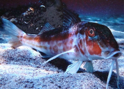 Какие рыбы водятся в Черном море у берегов Анапы?