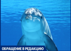 Анапчанка рассказала, как дельфин в море ударил её хвостом по голове