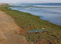 Туристы негодуют: море в Анапе окрасилось в кислотно-зеленый цвет