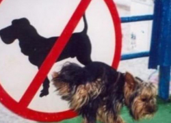 С собаками в анапских дворах гулять запрещено. Надо ли за это штрафовать?