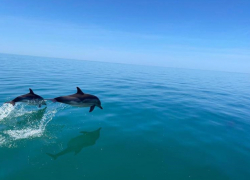В Анапе продолжается сезон выброса дельфинов