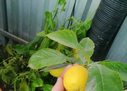 Инженер из Анапы построил теплицу на солнечных батареях и выращивает в ней ананасы