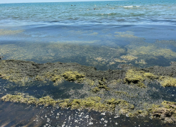 Мэрия прокомментировала ситуацию с камкой на пляжах города