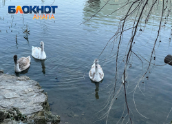 В День любителей сыра в Анапе снова возможен дождь