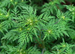 В Анапе усилят борьбу с амброзией