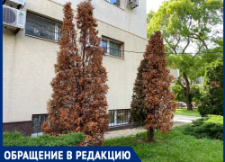 Анапчанин призывает всех объединиться в борьбе с новым вредителем деревьев – кипарисовой златкой