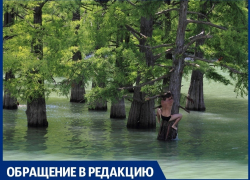 Вандалы портят кипарисы на озере в Сукко под Анапой