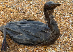 Из Туапсе в Анапу привезли на реабилитацию птиц