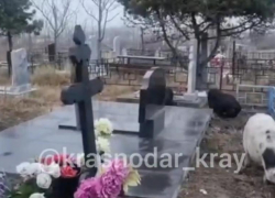 Свиньи перекопали половину кладбища в посёлке под Анапой