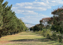 В день ласкового обращения в Анапе сохранится тепло