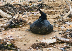 Более 200 птиц погибли на побережье Анапы после разлива нефтепродуктов