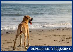 Анапчанка негодует: почему в Анапе стало традицией купать собак в море