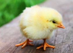 В Анапе «Витязевскую птицефабрику» оценили в 102,9 млн рублей