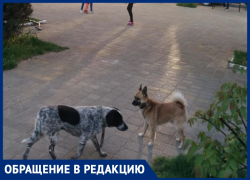 "По Анапе ветер разносит собачьи фекалии": горожанка обеспокоена санитарным состоянием курорта