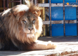 Конфискованного в Анапе льва Тиграна отправят в Старый Оскол