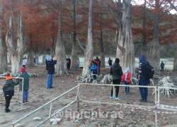 Кипарисовое озеро вновь атаковали жаждущие эффектных фото