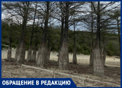 «Стадо людей ходит и превращает это в цемент»: анапские болотные кипарисы под угрозой