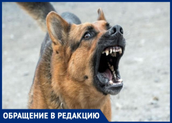 "Страшно ходить": Надежда Пахаль рассказала, как в Анапе на неё напала стая собак