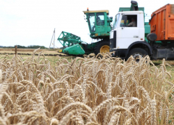 Уборка зерновых в Анапе завершена на 80% - в работе задействованы 6 предприятий и 32 хозяйства