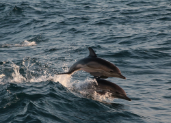  «Морские гонки»: пеленгас и дельфин устроили шоу на пляже Анапы