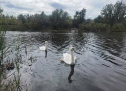 Лебеди добрались до Анапы на поезде из Саратовской области
