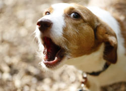Агрессивная среда: анапчане спорят, стоит ли подкармливать бродячих собак