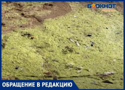 Туристку шокировало состояние пляжа в Благовещенской под Анапой