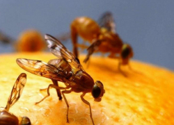 Долетит ли смертельно опасная муха-горбатка из Новороссийска и Геленджика до Анапы?