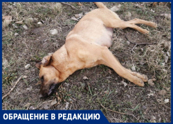 В Витязево массово травят собак, сообщают читатели "Блокнота"