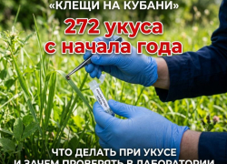 С начала года от укусов клещей на Кубани пострадало 272 человека, 107 из которых — дети
