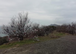Погибшие деревья и лохмотья на ветвях: во что люди превращают красочные места Анапы 