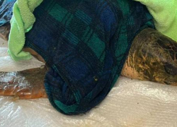 Стала известна причина смерти гигантской черепахи в Анапе
