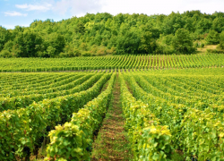 Еще одна «виноградно-застроечная тяжба» в Анапе – за 284 га сельхозугодий