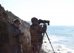 В заповеднике «Утриш» провели Международную перепись водных птиц 