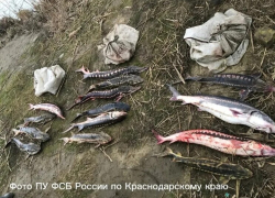 Жителя Темрюкского района наказали за вылов особо ценной рыбы
