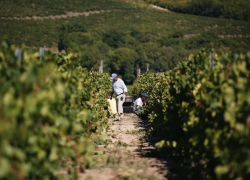 В Анапе приступили к уборке винограда – урожай ожидается не ниже прошлогоднего