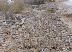 Для пляжей Анапы появилась новая угроза