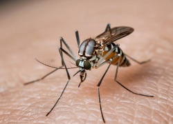 Роспотребнадзор рассказал, чем опасны комары 