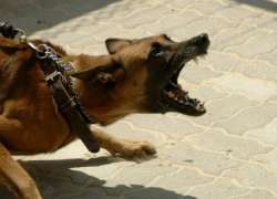 Расследование нападений собак на анапчан могут передать полиции