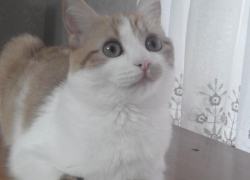 Любознательная кошка Нюша принимает участие в конкурсе «Мартовские коты» 