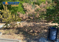 Кто виноват в недостойном озеленении Анапы – продолжается тяжба между мэрией и подрядчиком