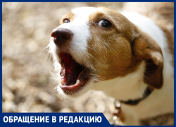 В Анапе бродячие собаки справляют нужду на пляже среди людей