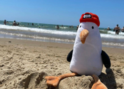 В Анапе даже игрушки отдыхают на высоком уровне 